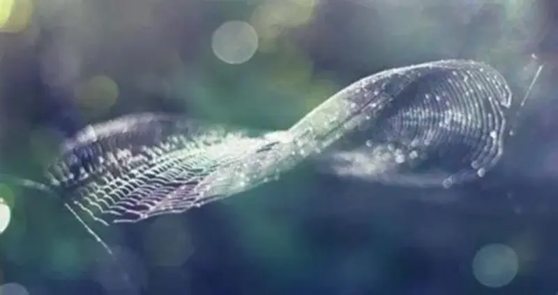 Toile d'araignée en forme de lemniscate